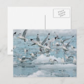 Carte Postale Kittiwakes volant (Devant / Derrière)