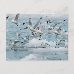 Carte Postale Kittiwakes volant