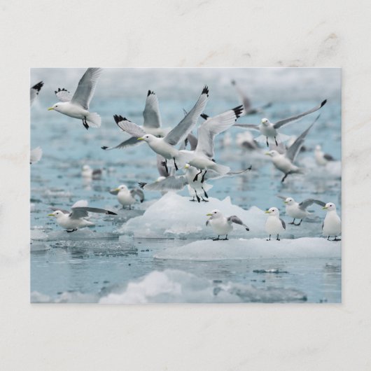 Carte Postale Kittiwakes volant (Devant)