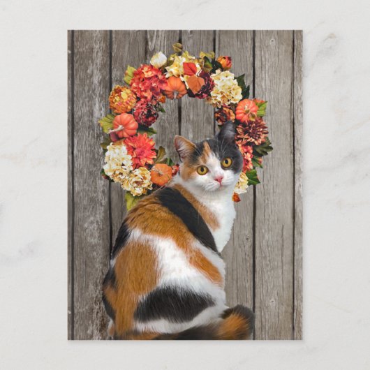 Carte postale "Kittles" (Devant)