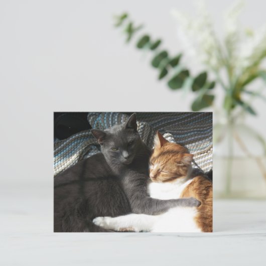 Carte postale Kitty (Debout devant)