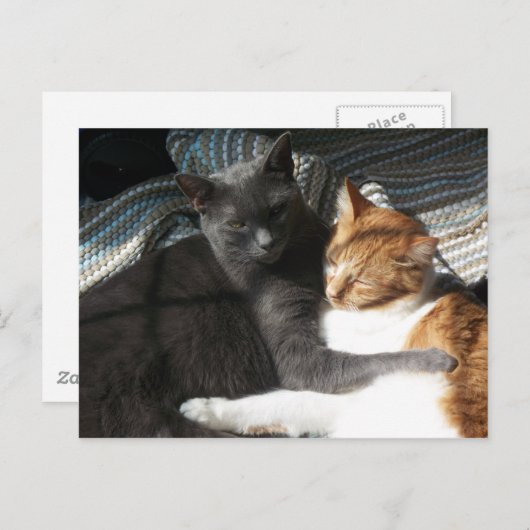 Carte postale Kitty (Devant / Derrière)