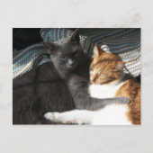 Carte postale Kitty (Devant)