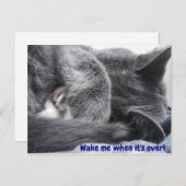 Carte postale Kitty (Devant / Derrière)