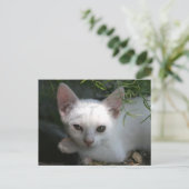 Carte Postale Kitty blanc (Debout devant)