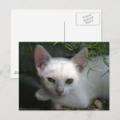 Carte Postale Kitty blanc (Devant / Derrière)