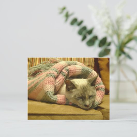 Carte Postale Kitty Burrito (Debout devant)