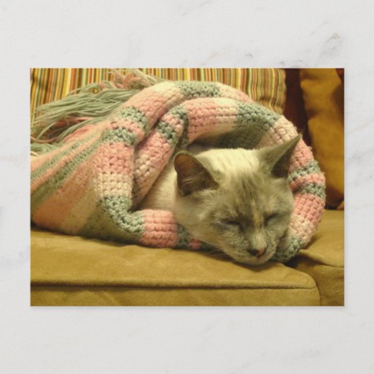 Carte Postale Kitty Burrito (Devant)