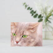 Carte Postale Kitty Cat (Debout devant)