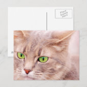 Carte Postale Kitty Cat (Devant / Derrière)