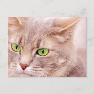 Carte Postale Kitty Cat