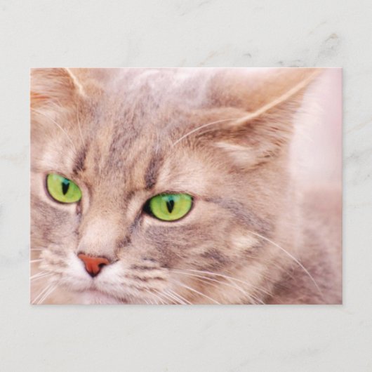Carte Postale Kitty Cat (Devant)