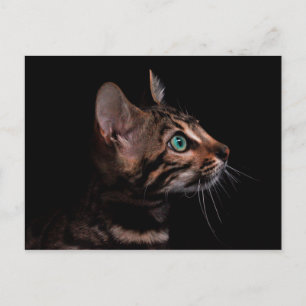 carte postale kitty cat