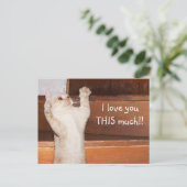 Carte Postale Kitty chat amour (Debout devant)