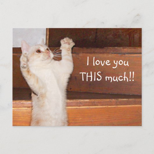 Carte Postale Kitty chat amour (Devant)