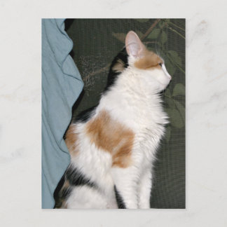 Carte Postale Kitty chat en attente