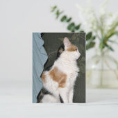 Carte Postale Kitty chat en attente (Debout devant)