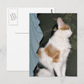 Carte Postale Kitty chat en attente (Devant / Derrière)