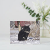Carte Postale Kitty d'hiver (Debout devant)