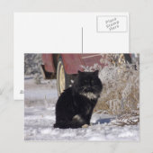 Carte Postale Kitty d'hiver (Devant / Derrière)