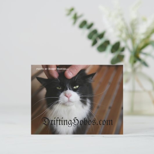 Carte Postale Kitty Hobo (Debout devant)