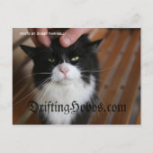 Carte Postale Kitty Hobo (Devant)