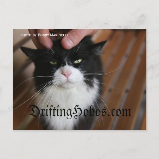 Carte Postale Kitty Hobo (Devant)