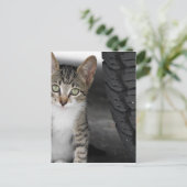 Carte Postale Kitty.JPG (Debout devant)