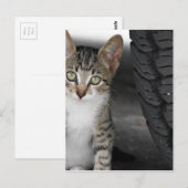 Carte Postale Kitty.JPG (Devant / Derrière)