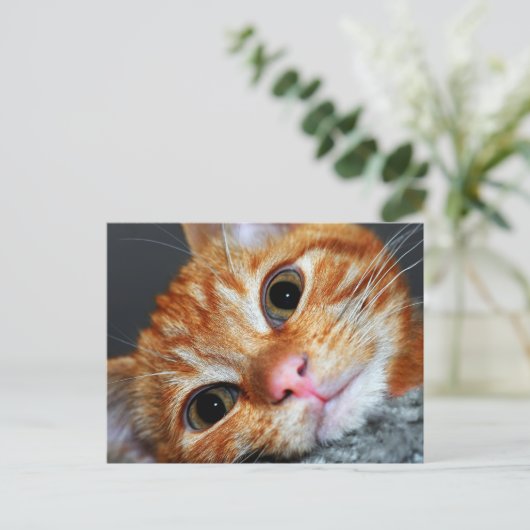 Carte Postale Kitty Kat (Debout devant)