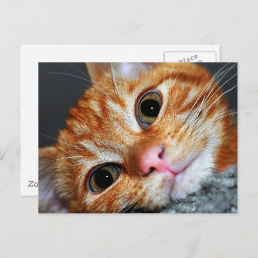 Carte Postale Kitty Kat (Devant / Derrière)