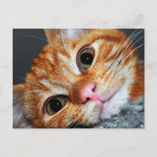 Carte Postale Kitty Kat