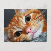 Carte Postale Kitty Kat (Devant)