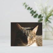 Carte Postale Kitty ombragé (Debout devant)