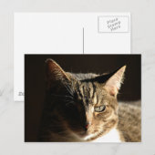 Carte Postale Kitty ombragé (Devant / Derrière)