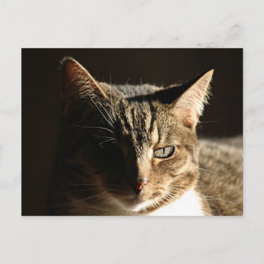 Carte Postale Kitty ombragé (Devant)