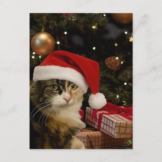 Carte postale Kitty Santa tricolore (Devant)