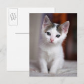 Carte Postale Kitty tacheté blanc (Devant / Derrière)