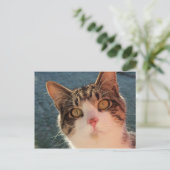 Carte Postale Kitty Up Close (Debout devant)