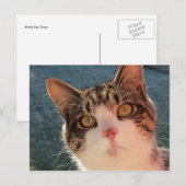 Carte Postale Kitty Up Close (Devant / Derrière)