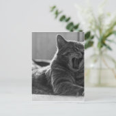 Carte Postale Kitty Yawning (Debout devant)