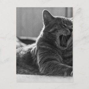 Carte Postale Kitty Yawning