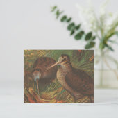 Carte Postale Kiwi (Debout devant)