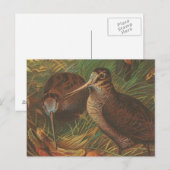 Carte Postale Kiwi (Devant / Derrière)