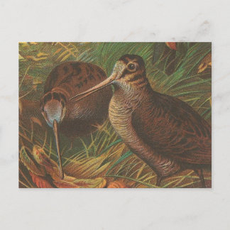 Carte Postale Kiwi