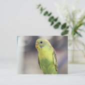 Carte Postale Kiwi Burbell (Debout devant)