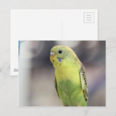 Carte Postale Kiwi Burbell (Devant / Derrière)