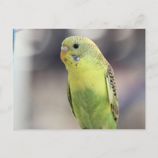 Carte Postale Kiwi Burbell (Devant)