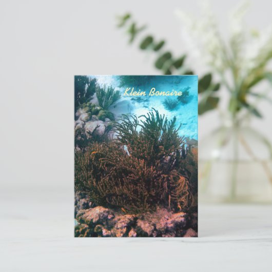 Carte Postale Klein Bonaire (Debout devant)