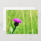 Carte Postale Knapweed (Devant / Derrière)